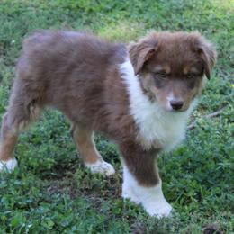 Samuel - Red tri-color male Australian Shepherd puppy in Kansas, Oklahoma from Windy G Farm