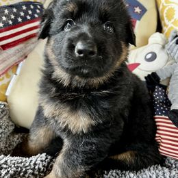 German Shepherd Puppies from Salty Raccoon Ranch German Shepherds