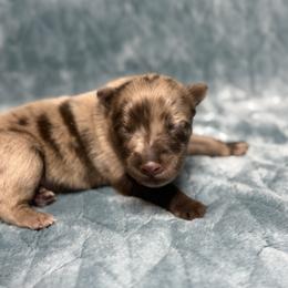 Birch - Red merle male Australian Shepherd puppy in Oxford, Florida from SoCo Aussies