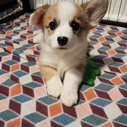 Pembroke Welsh Corgi Puppies from Corgis of Avalon