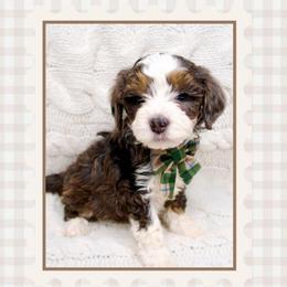 Saint - Merle male Bernedoodle puppy in Bowling Green, Ohio from Windy Creek Doodles