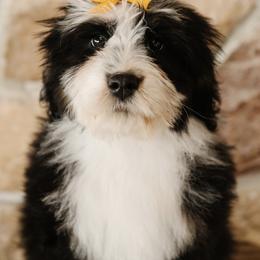 'Pumpkin' Orange Collar Female - Tri-color female Bernedoodle puppy in Kamas, Utah from A + E Farms