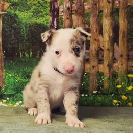 Peter - White and red merle male Border Collie puppy in Avilla, Indiana from Borderline Kennels