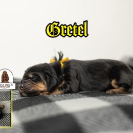 Gretel - Black and tan female Bloodhound puppy in Wamego, Kansas from Flint Hills Hounds