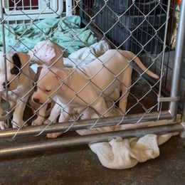 American Bulldog Puppies from Slayton's American Bulldogs