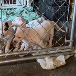 American Bulldog Puppies from Slayton's American Bulldogs