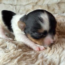 Boy 1 - Black tan and white male Biewer Terrier puppy in Lebanon, Oregon from SD99Biewers