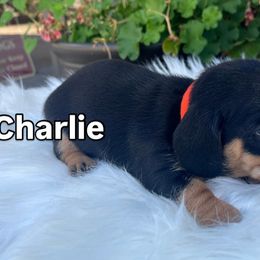 Charlie - Black and tan male Dachshund puppy in Warrior, Alabama from Bountiful Dachshunds