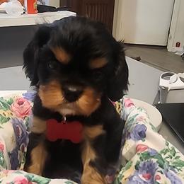 Boy 1 - Black and tan male Cavalier King Charles Spaniel puppy in Albany, Oregon from Hit Parade Cavaliers