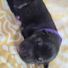Purple - Agouti and white female Alaskan Malamute puppy in Independence, Virginia from New River Valley Malamutes