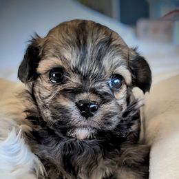 Blanche Devereaux - Black and tan female Yorkipoo puppy in Idaho from Little Rascal Ranch