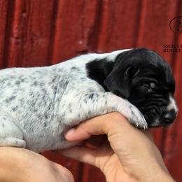 Boy 3 - Black roan male German Shorthaired Pointer puppy in China Township, Michigan from Snell's Superior Kennel Dobermann & GSP