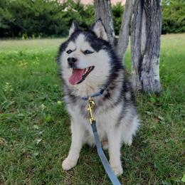 Scout - Pomsky