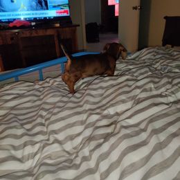 Dachshund Puppies from House of Slinkys