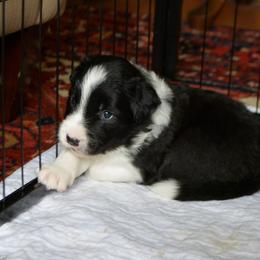 Julep - Black and white female Border Collie puppy in Olney, Illinois from Heronwood Border Collies