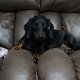 Rose - Dachshund