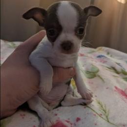 EMPRESS - Chocolate and white female Chihuahua puppy in Amity, Pennsylvania from Baxters Chihuahuas