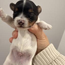 Boy 3 - Black tan and white male Biewer Terrier puppy in West Haven, Connecticut from Lozado’s Biewers