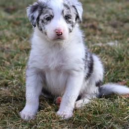 Thresh - Blue merle male Border Collie puppy in Kalispell, Montana from North Fork Border Collies
