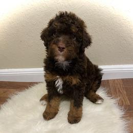Australian Mountain Doodle, Bernedoodle, and Goldendoodle Puppies from Wynterwood Doodles