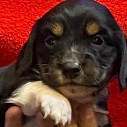 Boots AKC full rights - Black and cream male Dachshund puppy in Elizabethtown, Kentucky from Teeny Tiny Puppy Tails
