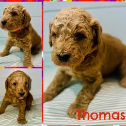 Thomas - Red  male Goldendoodle puppy in Pasadena, Texas from Toledo Creek Doodles