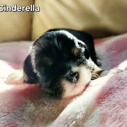 Cinderella - Black female Lhasa Apso puppy in Jefferson, New York from Absolute Lhasa Love