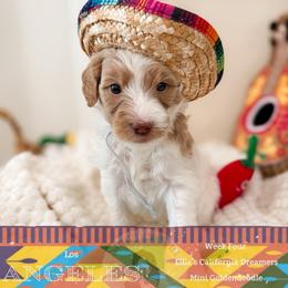 Angel - Parti female Goldendoodle puppy in California City, California from Summer Sun Doodles