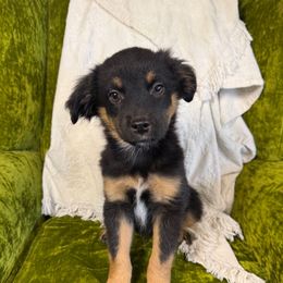 Drago - Black tri male Miniature American Shepherd puppy in Eugene, Oregon from AKC Emerald Valley Minis