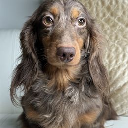 Diego - Dachshund