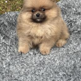 Churro - Orange male Pomeranian puppy in Naples, Florida from Puppies Forever 💙❤️🐶