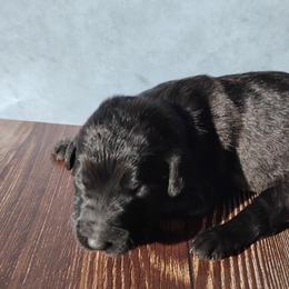 Jet - Black male Labradoodle puppy in Apache Junction, Arizona from Loving Doodle