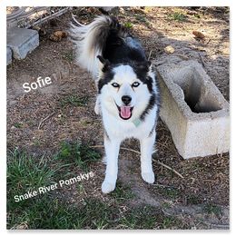 Sofie - Pomsky