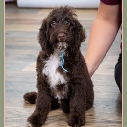 Jimmy - Brown white and tan male Cockapoo puppy in Connersville, Indiana from Deaz Doodle Ranch