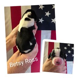 Betsy Ross - Black and white female English Springer Spaniel puppy in Freeland, Michigan from McNally's Springer Spaniels