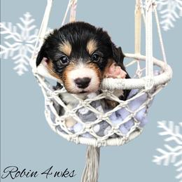 Robin - Black and white female American Corgi puppy in Mansfield, Ohio from Moonrise corgis