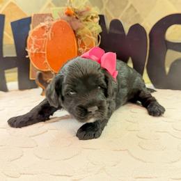 Becca (F2bb pink girl) - Black and white female Aussiedoodle puppy in Midlothian, Texas from Gray Doodles