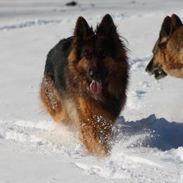 Harley - German Shepherd