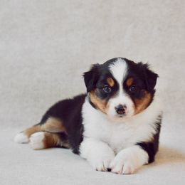 Juniper - Black tri-color female Australian Shepherd puppy in Aberdeen, North Carolina from Huckleberry Hill Aussies LLC.