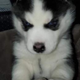 Siberian Husky Puppies from Xk siberians