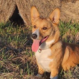 Rubin - Pembroke Welsh Corgi