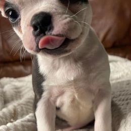 Boston Terriers from CKC