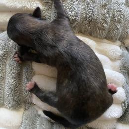 Ava - Chocolate brindled fawn female Chihuahua puppy in Red Bluff, California from Aye Chihuahua