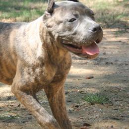 Dolce Luna's Keeper of Lost Souls - Gray brindle male Cane Corso puppy in Monroeville, Alabama from Dolce Luna Corsos