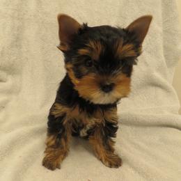 Monet - Blue and gold male Yorkshire Terrier puppy in Portland, Oregon from Bohemian Beauty Yorkshire Terrier