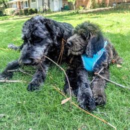Dachshund, Labradoodle, and Labrador Retriever All Grown Up from Muddy Bay Kennels