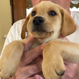 Labrador Retriever Puppies from Goshen Swamp Retrievers