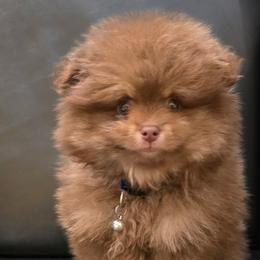 Pomeranians from Ruby's Sky's Kennels Pomeranian's