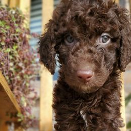 Juniper - Chocolate Labradoodle puppy in Siloam Springs, Arkansas from Siloam Doodles