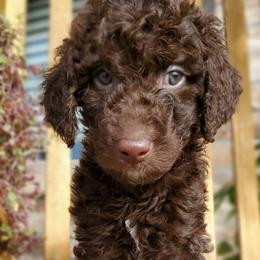 Juniper - Chocolate Labradoodle puppy in Siloam Springs, Arkansas from Siloam Doodles